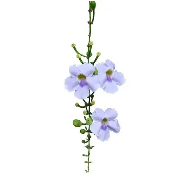 Thunbergia Grandiflora | Bengal Clockvine