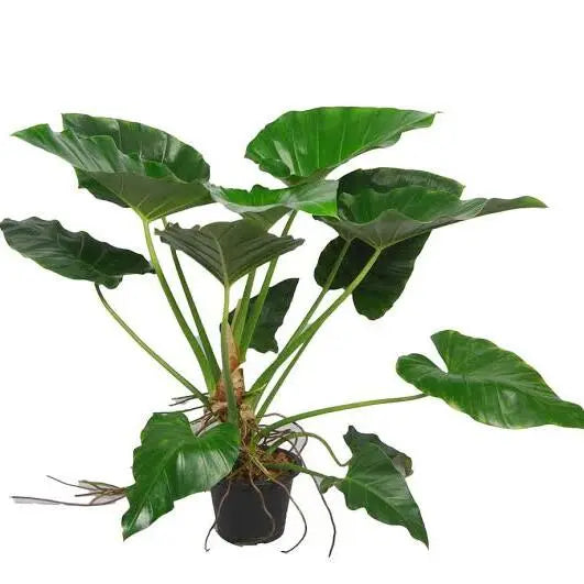 Philodendron Giganteum | Blizzard