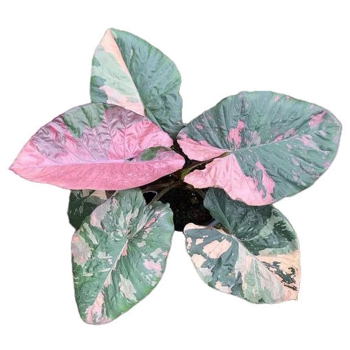 Alocasia Serendipity Variegated - Rare
