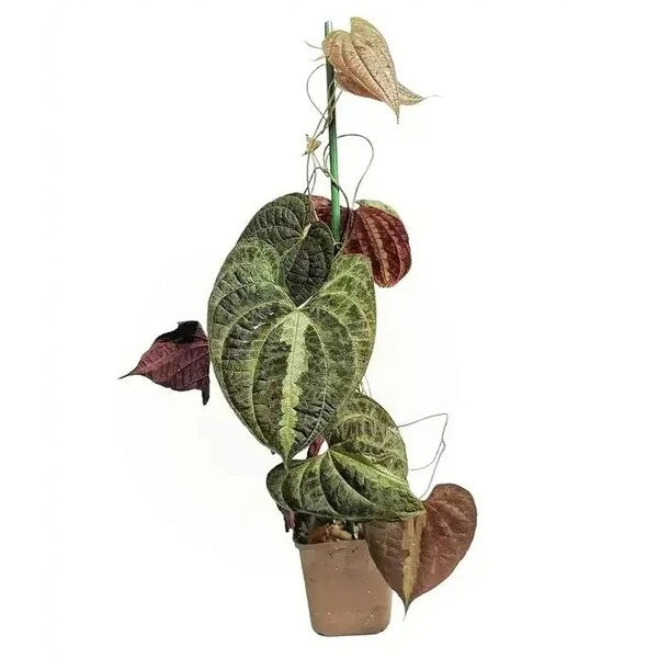 Dioscorea Discolor - Very Rare