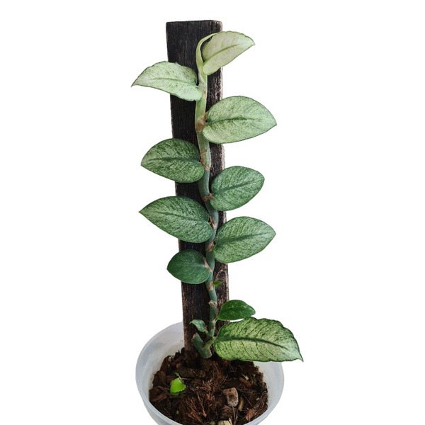 Rhaphidophora Hongkongenis Mint Variegated - Rare