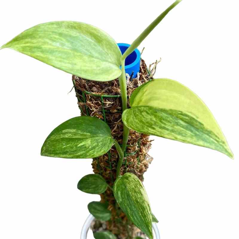 Scindapsus Hederaceus Blue Aurea - Rare