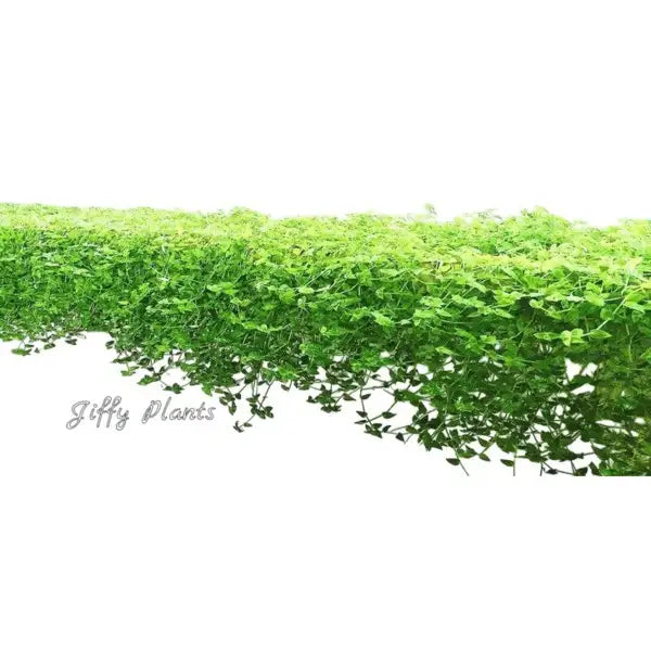 Turtle Vine - Hanging Plant