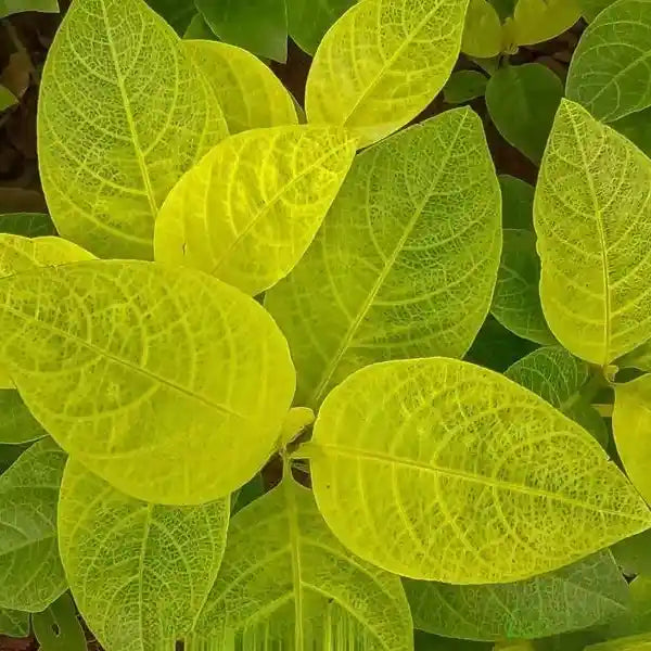 Golden Net-Bush | Pseuderanthemum Reticulatum plant