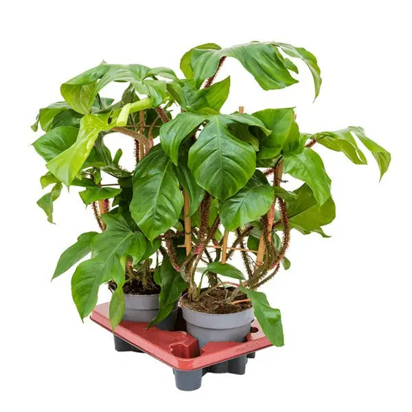 Philodendron Squamiferum, Red Bristle Philodendron