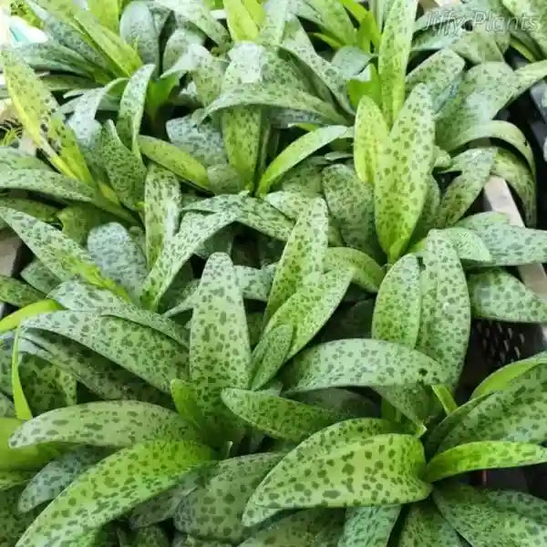 Drimiopsis Kirkii Giant Squill