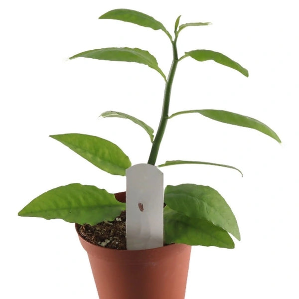 Euphorbia Tithymaloides, Pedilanthus (Green)