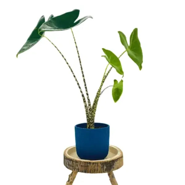 Alocasia Zebrina Elephant Ear