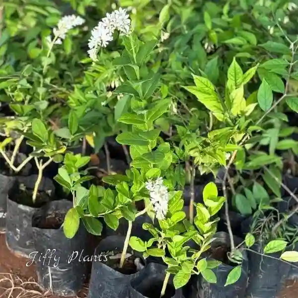 Petrea White Shrub Type, Bush Sandpaper White