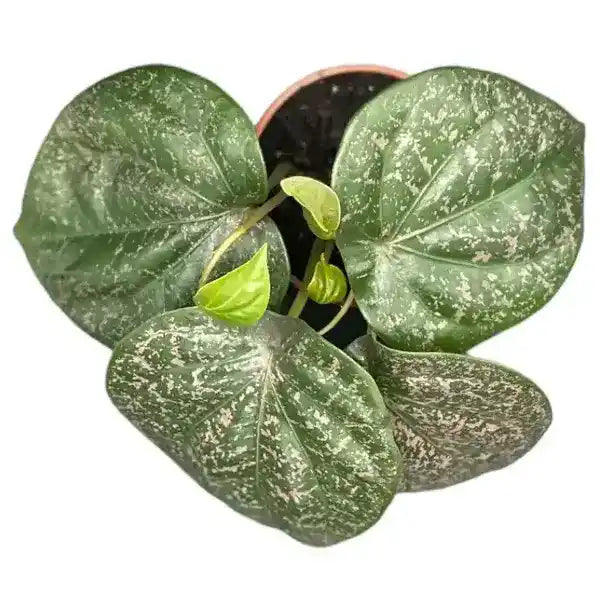 Piper Mint Variegated - Rare