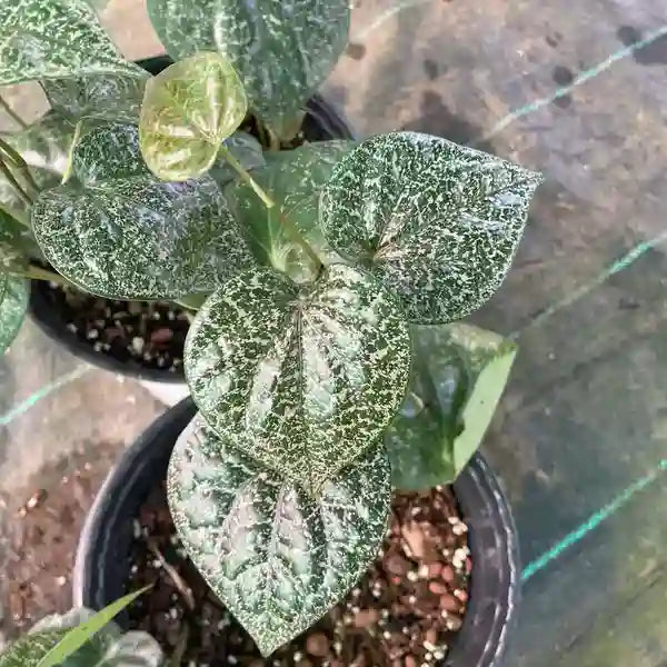 Piper Mint Variegated - Rare