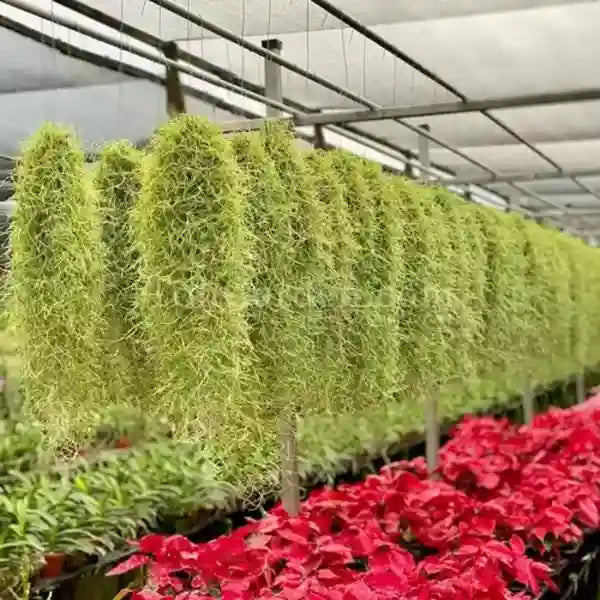 Spanish Moss Air Plant