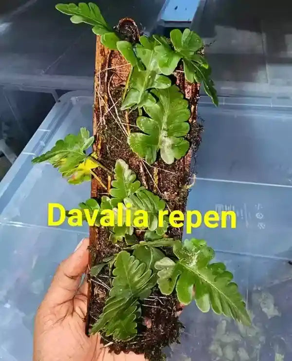 Davalia Repens Ferns - Rare