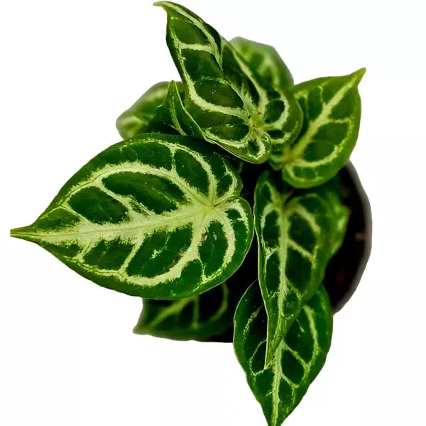 Anthurium Silver Blush Miniature - Super Rare