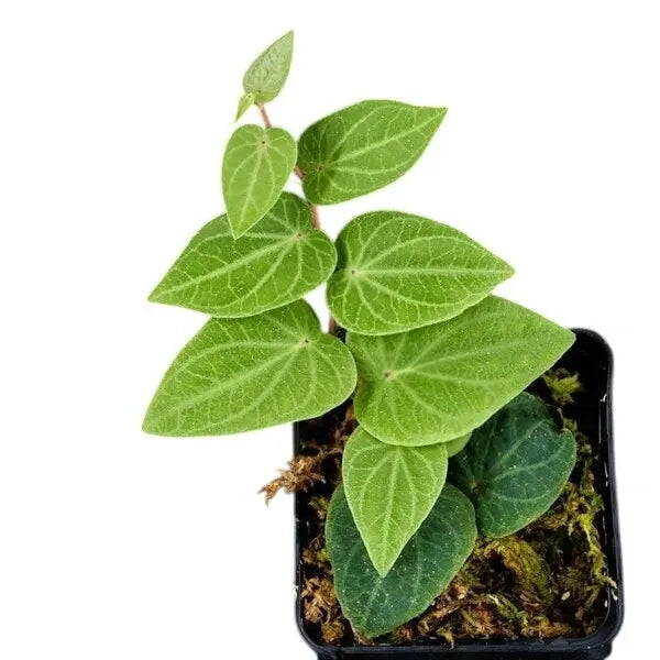 Piper Ribesioides (sp. South Sumatra)