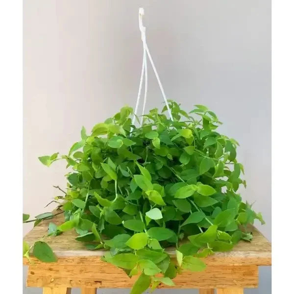 Turtle Vine - Hanging Plant
