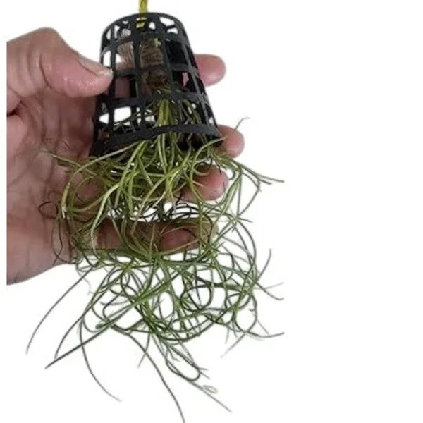 Spanish Moss Air Plant - X-SMALL