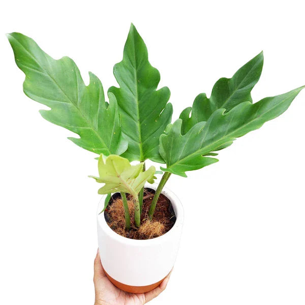 olympiad philodendron PHILODENDRON OLYMPIAD PLANT