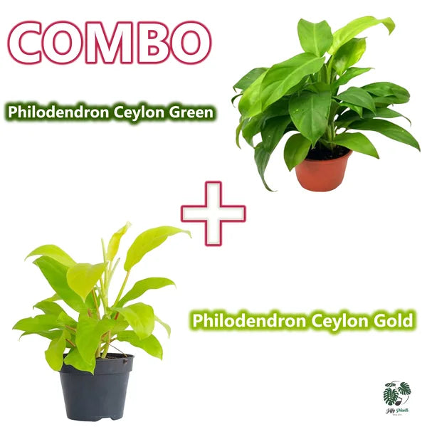 Philodendron Ceylon Green + Philodendron Ceylon Golden - COMBO