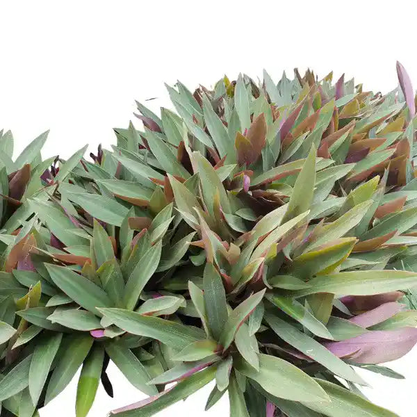 Rhoeo plant - Green