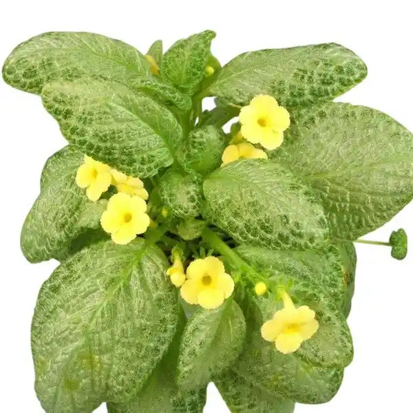 Episcia Thad's Yellow Bird - Yellow Flower