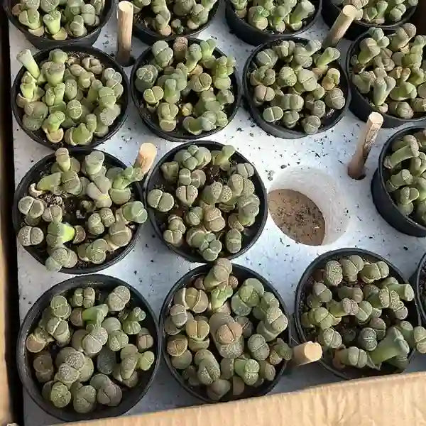 Lithops | Living stone plant - Rare