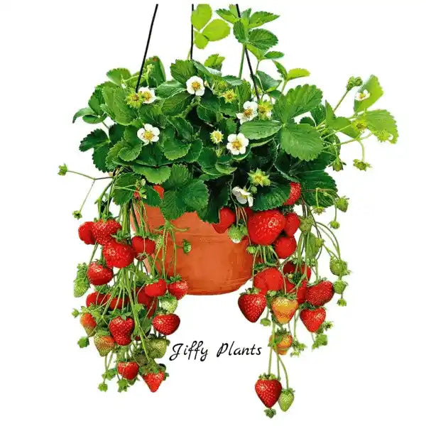 Strawberry Plant
