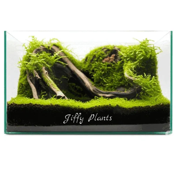 Plagiomnium sp Butterfly Moss - Terrarium Moss