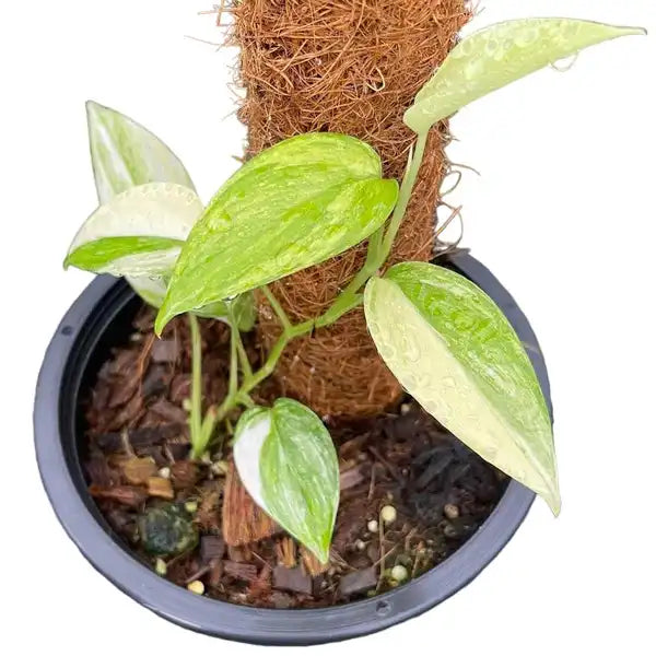 Scindapsus Hederaceus Blue Aurea - Rare