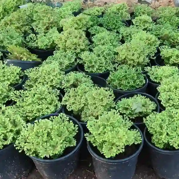 Selaginella Apoda, Coral Fern Plant