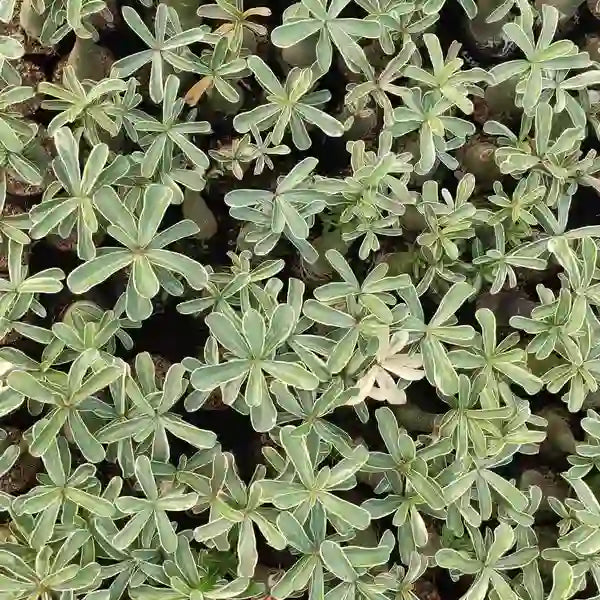 Adenium sp. variegatum, Variegated Desert Rose Plant