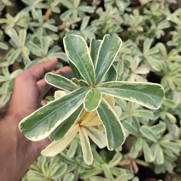 Adenium sp. variegatum, Variegated Desert Rose Plant