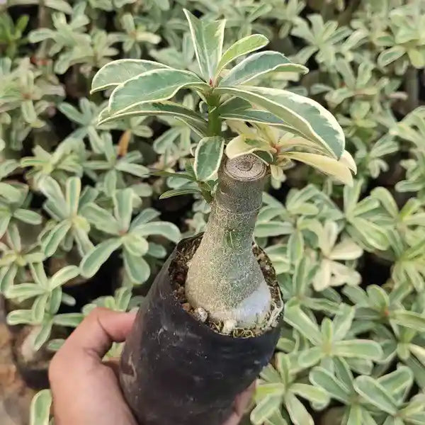 Adenium sp. variegatum, Variegated Desert Rose Plant