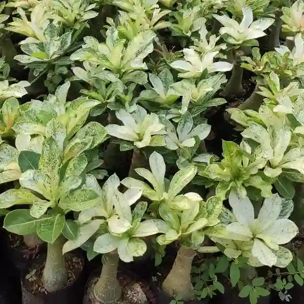 Variegated Plants Adenium Obesum Desert Rose Variegated - Rare