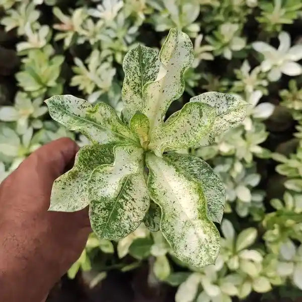 Variegated Plants Adenium Obesum Desert Rose Variegated - Rare