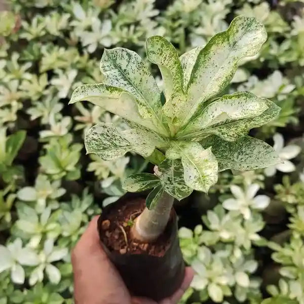 Variegated Plants Adenium Obesum Desert Rose Variegated - Rare