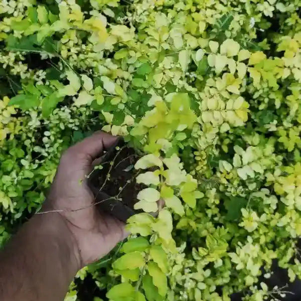 Ligustrum Sinense 'Sunshine' (Chinese Privet) Plant