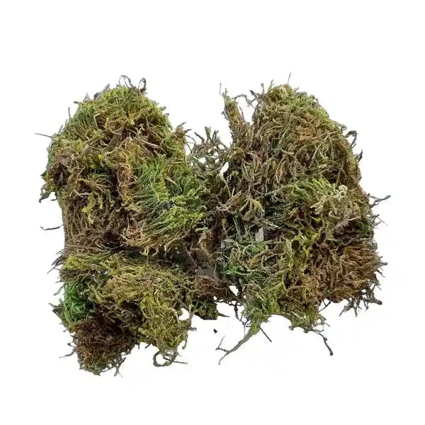 Live Sphagnum Moss - 800gms