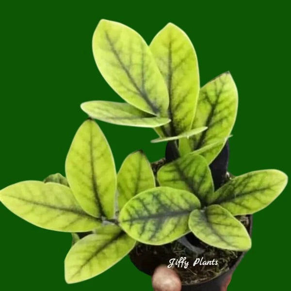 Black ZZ Aurea Plant