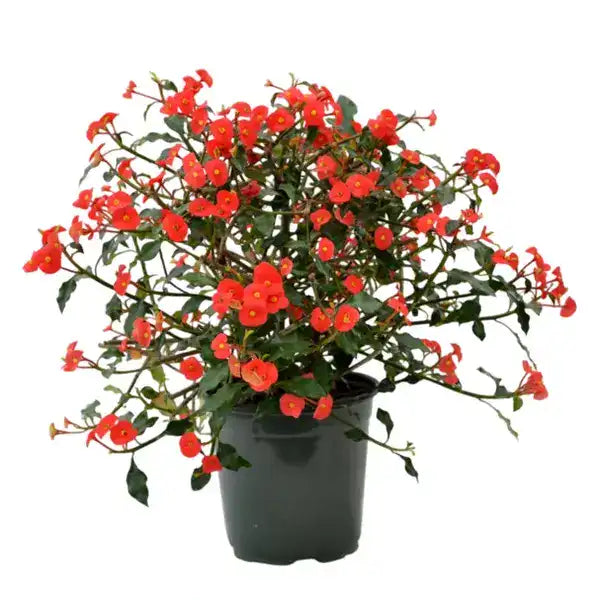Euphorbia Geroldii (Thornless Crown of Thorns)