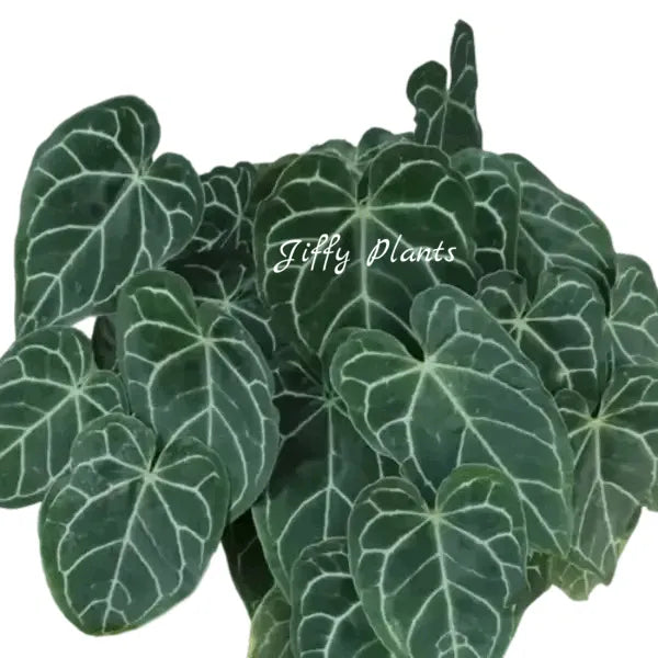 Anthurium Crystallinum Miniature