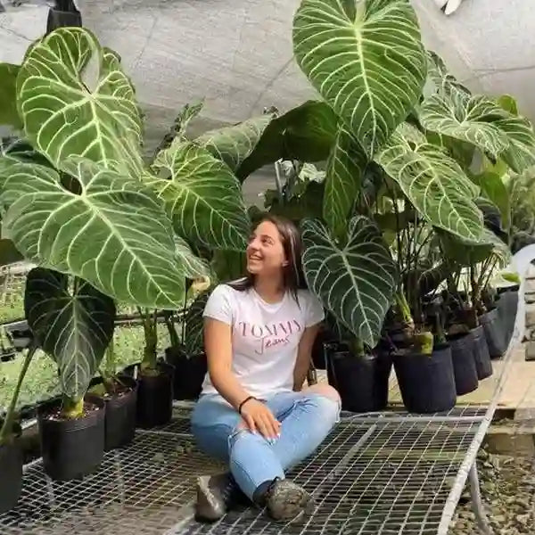 Anthurium Regale