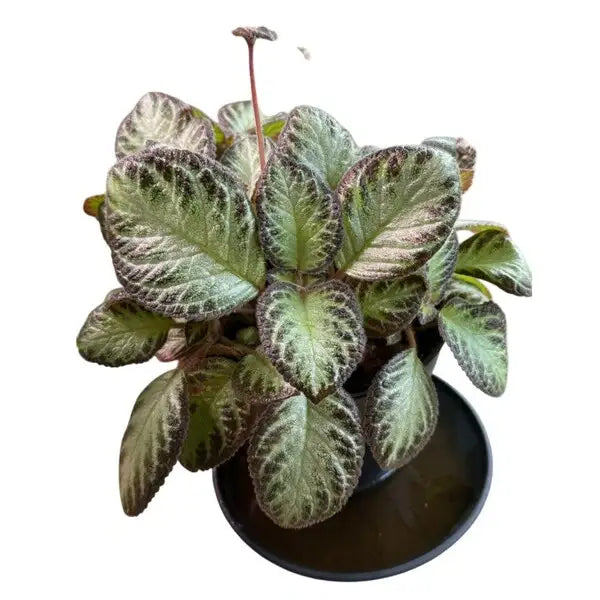 Episcia Silver Shield- Red Flower