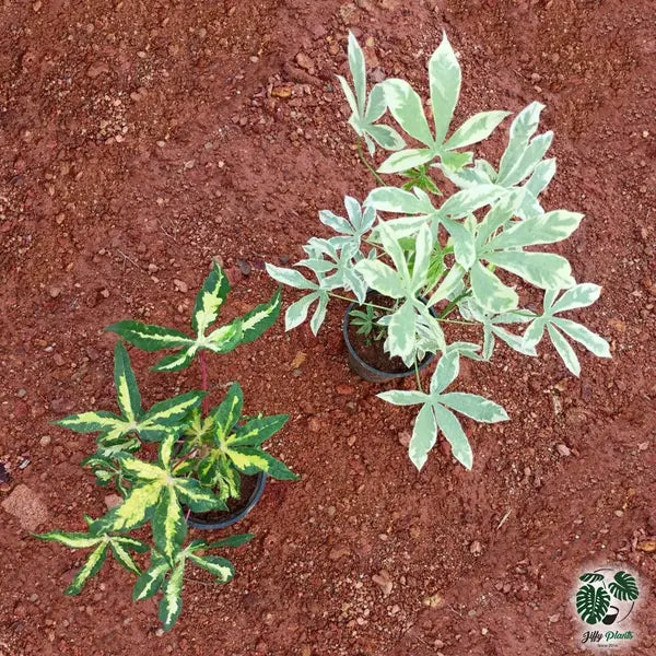 Tapioca Variegated Plant (Variegation from outside) - Rare