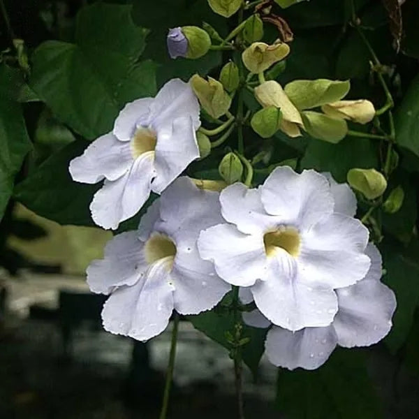 Thunbergia "grandiflora alba" (White) | Thunbergia "whitelady" | Bengal Clockvine - Plant