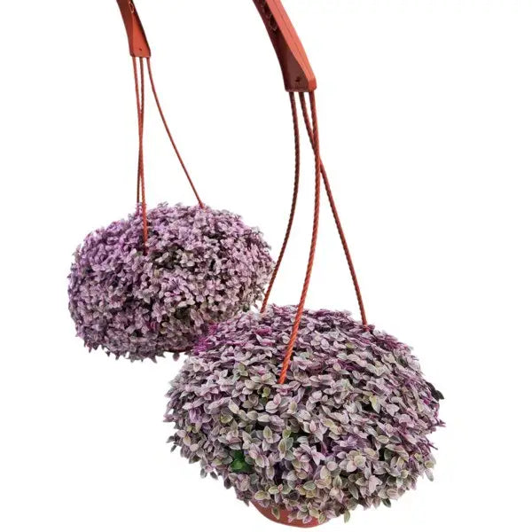 Tradescantia Callisia Pink Passion, Pink Lady