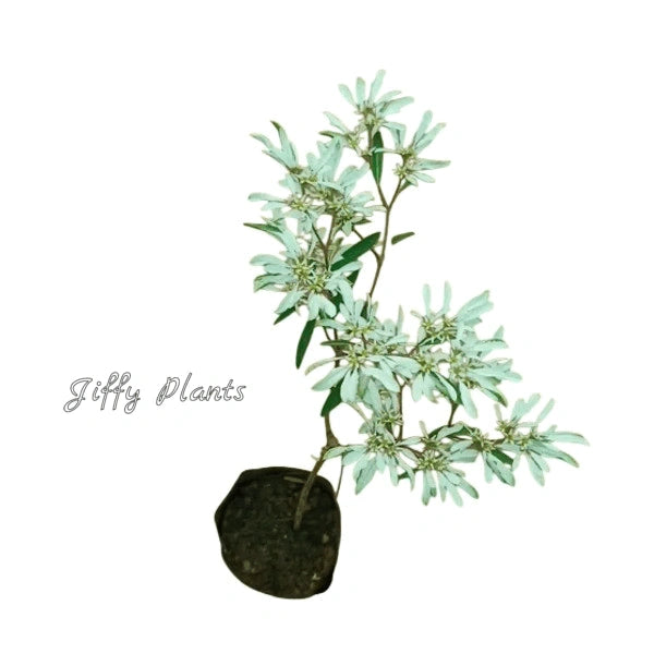 Pascuita, Euphorbia Leucocephala