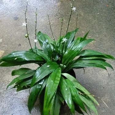 Chlorophytum Capense Plant (Green) | Spider Plant