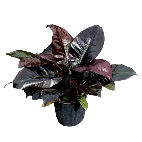 Philodendron Black Cardinal
