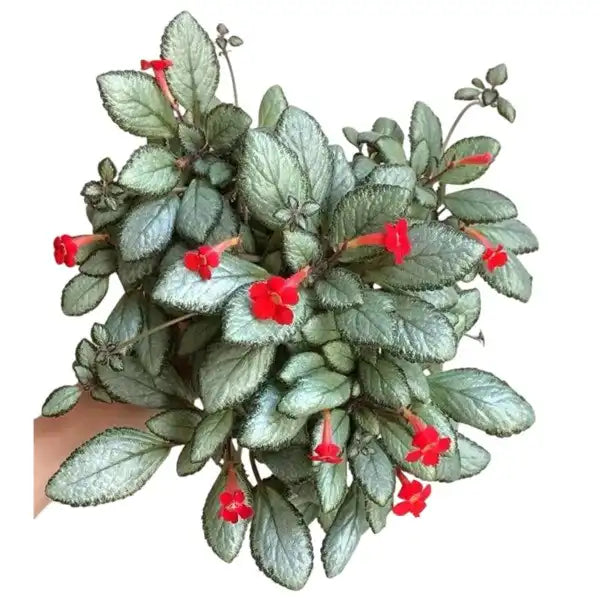 Episcia Silver Skies - Red Flower